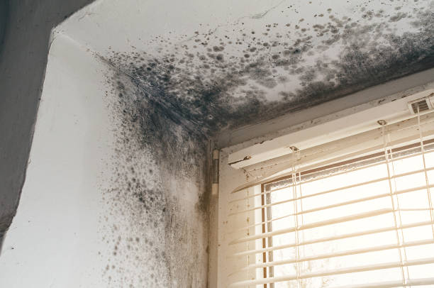 Trusted Mold Removal service in Thorofare, NJ - Cheap Mold Removal